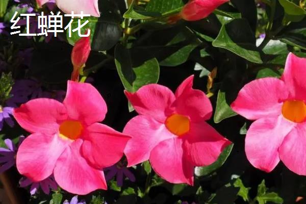 红蝉花与飘香藤的区别，产地、花朵、叶子均不同