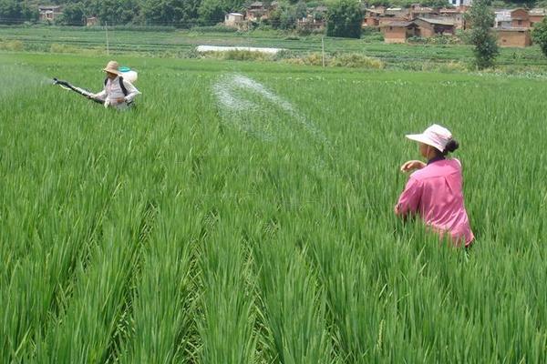 水稻的施肥和时间表，最好在栽培前施足基肥