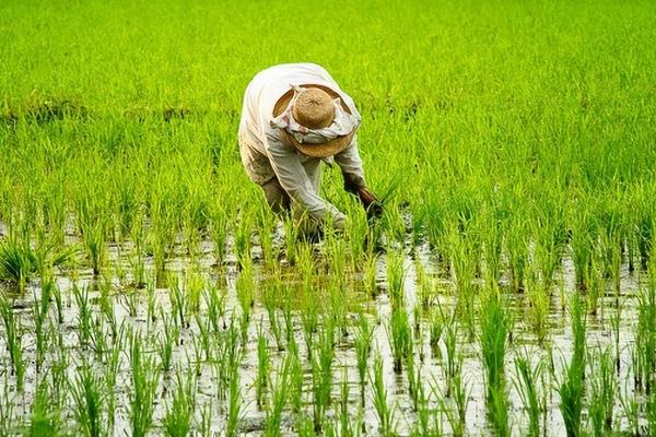 水稻的施肥和时间表，最好在栽培前施足基肥