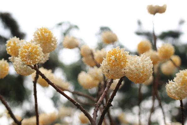 结香花叶子发黄怎么办，可增加光照时间、合理修剪和正确施肥