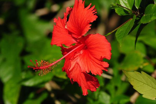 什么花一年四季都开，常见的有铁海棠、四季海棠、长春花、扶桑花等