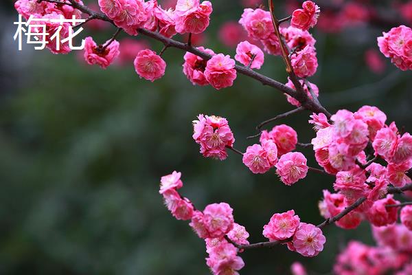 桃花和梅花有什么区别，科属、花朵、叶子和果实均不同