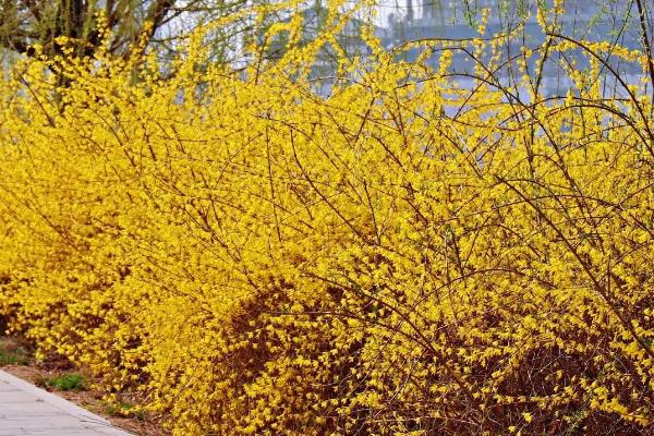 迎春花适合在家里养吗，不适合养在家里