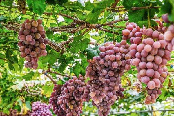 如何处理葡萄不甜，可喷施钾肥或硝酸等