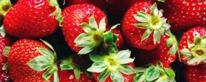 草莓从幼苗到结果需要多久，需要85天左右