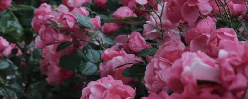 蔷薇花会变色的原因，是由于它的花瓣里面含有花青素