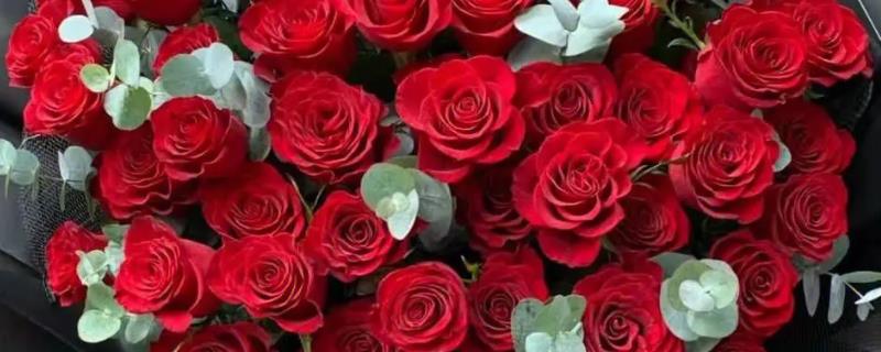 红玫瑰的花语，寓意我爱你、热情洋溢等
