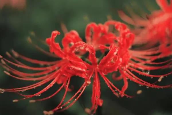 彼岸花的种植要点，适宜生长在疏松透气的酸性土壤中