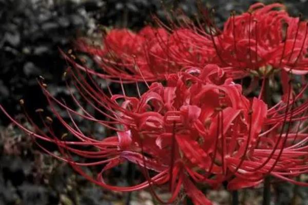 彼岸花的种植要点，适宜生长在疏松透气的酸性土壤中