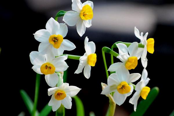 水仙花的花语，寓意吉祥、祝福、坚贞的爱情等