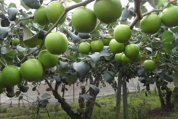 青枣种植管理技术，以微碱性的沙壤土最为合适