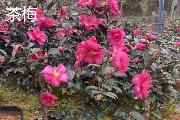 茶梅和茶花的区别，品种、花朵、叶子和产地均不同