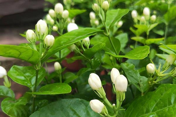 香味持久的花卉有哪些，常见的有栀子花、茉莉花、丁香花等