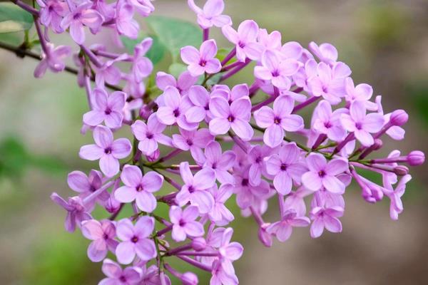 香味持久的花卉有哪些，常见的有栀子花、茉莉花、丁香花等