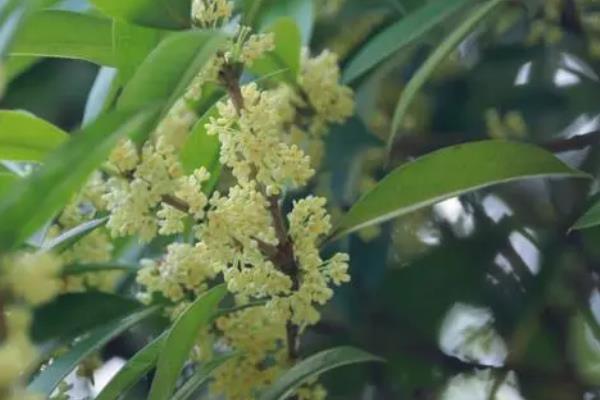 香味持久的花卉有哪些，常见的有栀子花、茉莉花、丁香花等