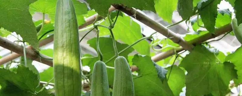 丝瓜移栽管理技术，移栽时间通常在立夏前后
