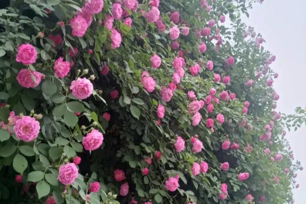 蔷薇花会变色的原因，是由于它的花瓣里面含有花青素