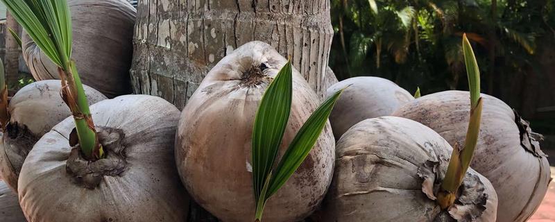 椰子长芽能不能种活，可以使用水培法或是土培法种活