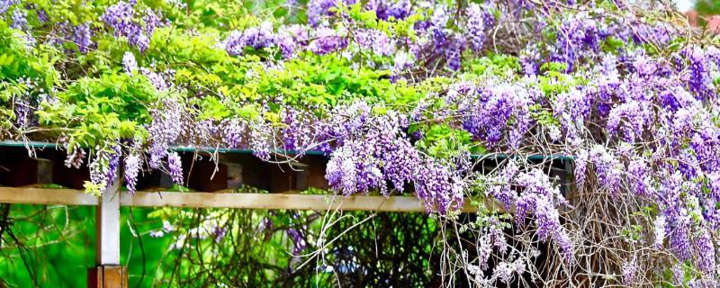 紫藤花的种类，常见的有银藤、红玉藤、白玉藤等