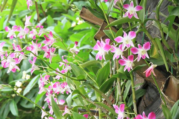 石斛兰的花期在几月份，在1-6月份