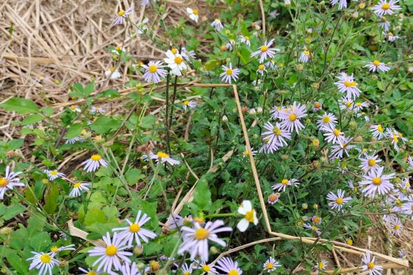 小菊花的养殖方法，使用泥制花盆、瓦罐盆为佳