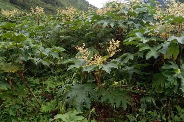 通草是什么植物，属于常绿灌木