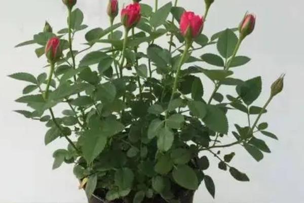 小盆玫瑰花的养殖方法，每隔1-2年换土一次