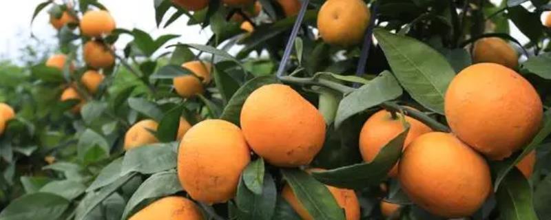 10月份能修剪柑橘树吗，可以修剪过密的枝条