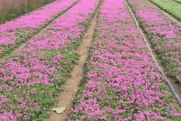 芝樱花种子能撒播吗，适合在3月底至4月初撒播