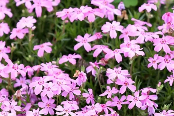 芝樱花种子能撒播吗，适合在3月底至4月初撒播