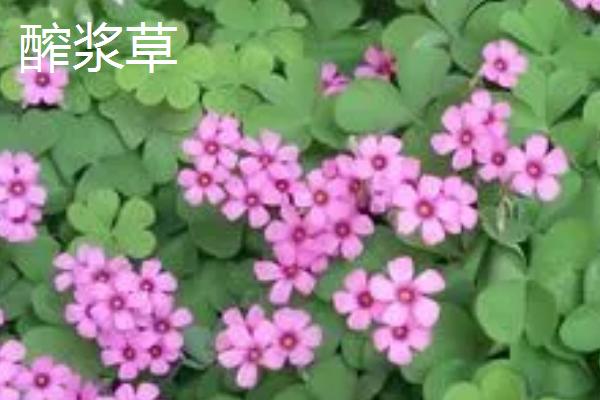 醡浆草和三叶草的区别，叶片、花语均不同