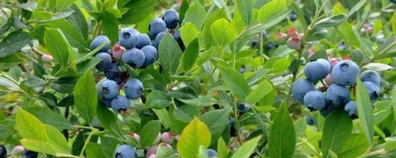 蓝莓树要不要每天浇水，不需要每天都浇水