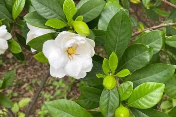 栀子花夏季的养殖方法，在每天清晨和傍晚各浇一次水