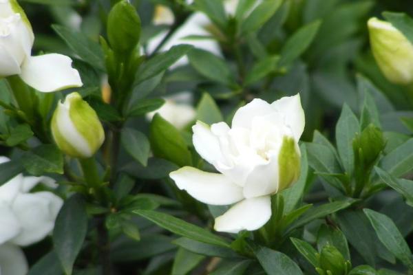 栀子花夏季的养殖方法，在每天清晨和傍晚各浇一次水