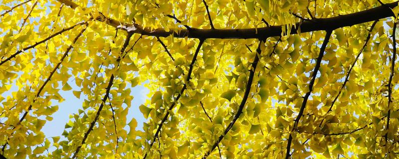 北京银杏树变黄的时间，会在10月中旬开始变黄