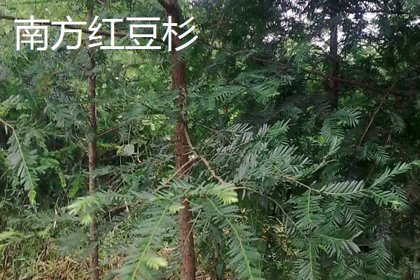 东北红豆杉与南方红豆杉的区别，株型、生长环境均不同