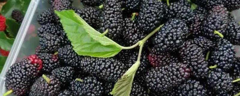 黑色的水果有哪些，常见的有桑葚、黑加仑、黑石榴等