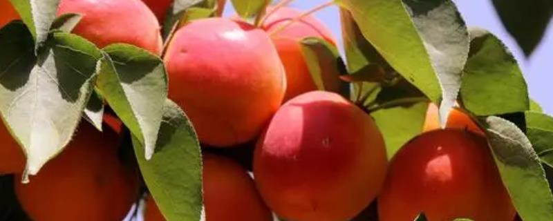 是什么杏子，有垂枝杏、山杏和大扁杏等其他品种