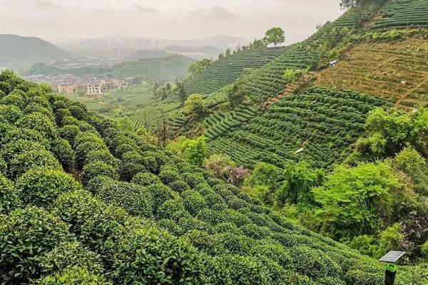 高山茶是绿茶还是红茶，既不属于红茶也不属于绿茶