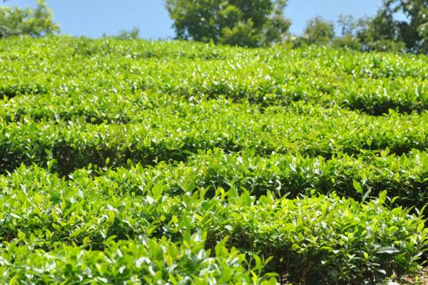 高山茶是绿茶还是红茶，既不属于红茶也不属于绿茶