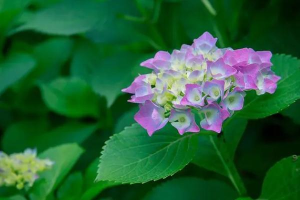 花是由什么发育而来的，由花芽发育而来