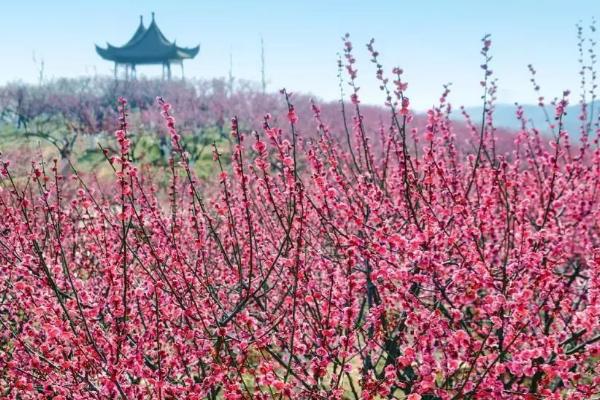 梅花耐寒温度多少度，可以忍耐零下10-15度的低温