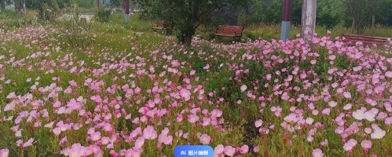 美丽月见草是多年生植物吗，属于多年生植物