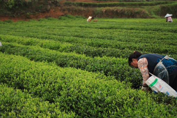 茶叶树的种植技术，栽种前要对土壤深翻两次