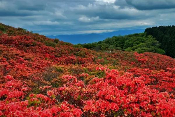 杜鹃花烂根了怎么救活，要及时把烂根全部剪除掉