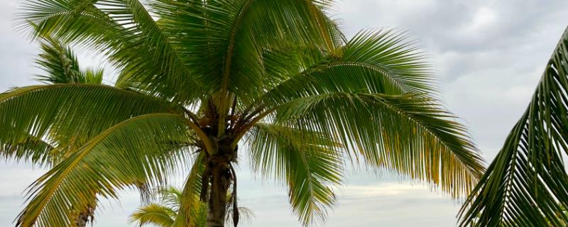 椰子树的施肥方法，施肥要适度适量