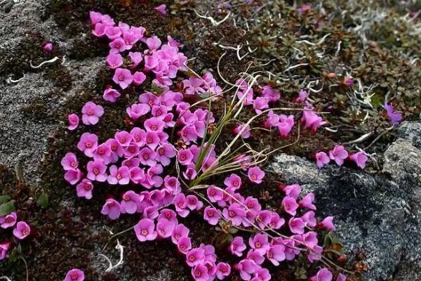 红花岩梅的种植方法，需及时剪去老弱病残的根系