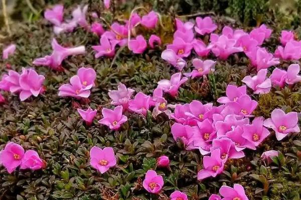 红花岩梅的种植方法，需及时剪去老弱病残的根系