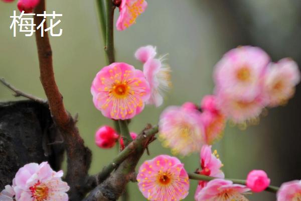 桃花属于几瓣花，桃花为五瓣花