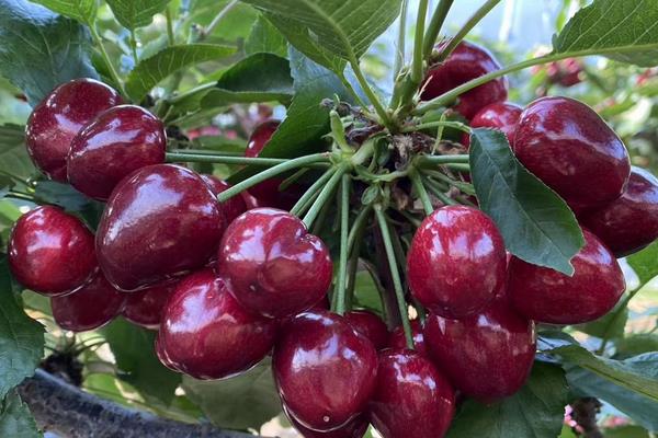 美早大樱桃简介，是由美国所研究培养的樱桃品种